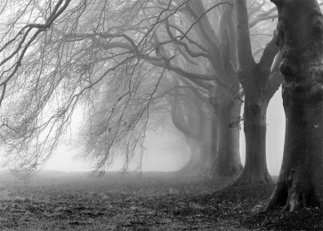 White Fog Scary Forest Halloween Party Backdrop Studio Photography Background Prop