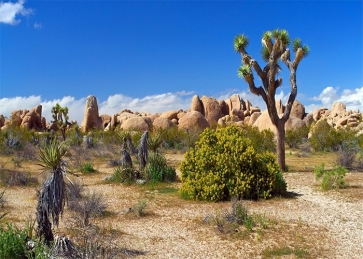 Desert Cactus Backdrop Scenic Photography Background