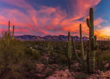 Huge Desert Cactus Backdrop Scenic Party Photography Background