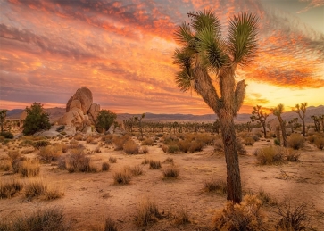 In The Sunset Desert Cactus Backdrop Stage Party Photography Background