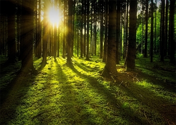 Under Sunset Jungle Forest Backdrop Party Stage Photography Background