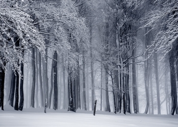 Snow Covered Forest Winter Scene Christmas Backdrop Stage Photography Background