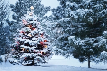 Winter Snow Covered Christmas Tree Backdrop