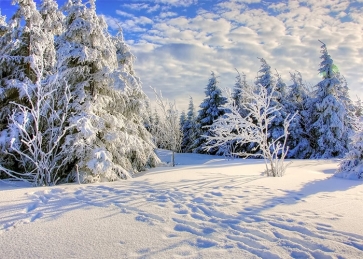 Blue Sky White Cloud Sun Rise Snow Covered Forest Scene Christmas Backdrop Stage Photography Background