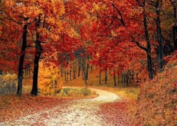 Red Maple Leaf Forest Fall Backdrop Studio Portrait Photography Background