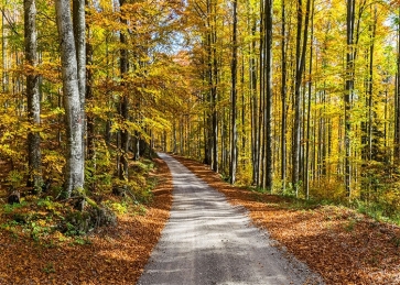 On Both Sides Of The Road Forest Fall Backdrop Studio Portrait Photography Background