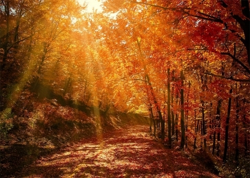 In The Sun Red Maple Leaf Forest Fall Backdrop Studio Portrait Photography Background