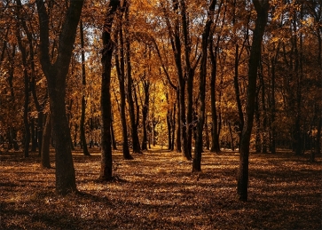 Forest Fall Backdrop Studio Portrait Photography Background