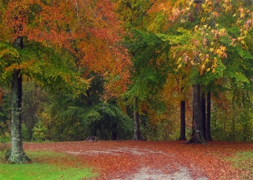 Fallen Red Leaf Green Forest Fall Wedding Backdrop Studio Portrait Photography Background