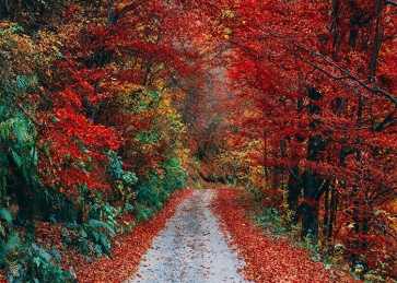 Roadside Red Leaf Forest Fall Backdrop Studio Portrait Photography Background