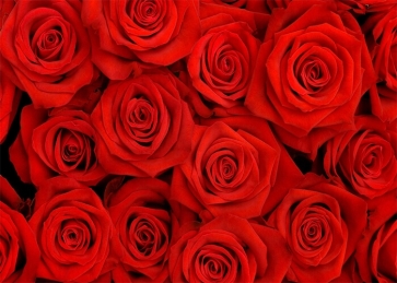 Red Rose Wall Backdrop Valentines Day Wedding Photography Background