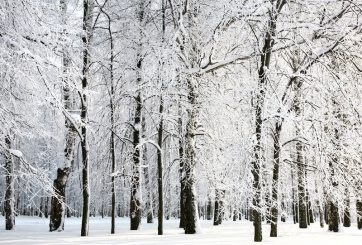 Winter Snow Wonderland Backdrop Christmas Stage Photography Background Decoration Prop