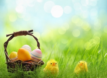 Easter Eggs in Basket Chickens on Grassland Photography Studio Background