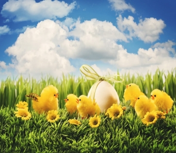 Yellow Chickens around Easter Egg on Grassland Photography Studio Background