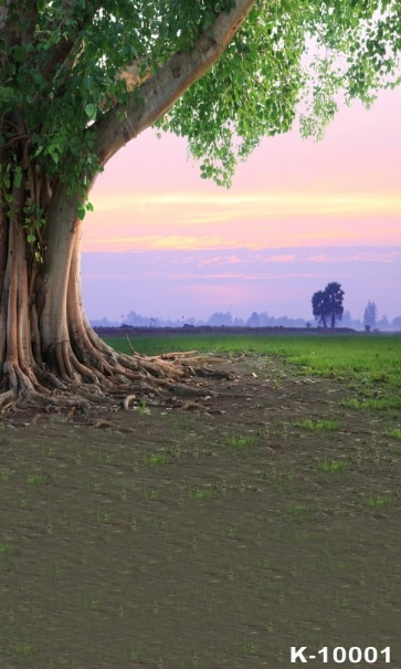 Sunset Glow Meadow Rustic Spring Picture Background Backdrop