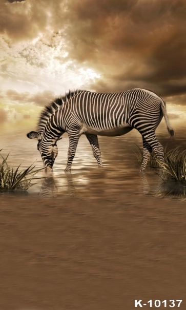 African Themed Zebra Backdrop Photography Background