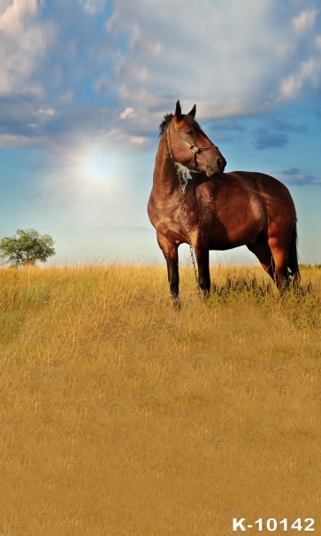 African Safari Photography Background Wild Horse Backdrop 