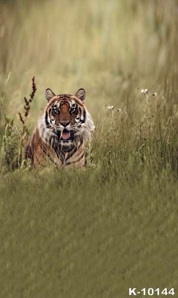 African Safari Photography Background Tiger Themed Backdrop 