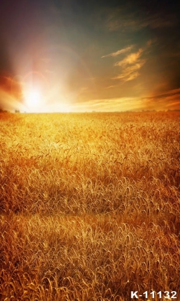 Autumn Fall Golden Wheat Field Sunset Scenic Rustic Backdrops for Photography