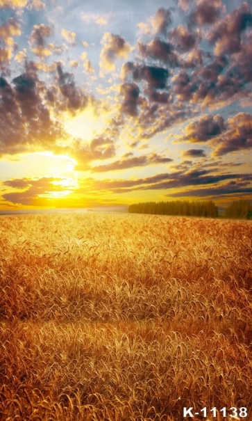 Yellow Dogtail Grass Field Sunset Scenic Photo Studio Backdrops