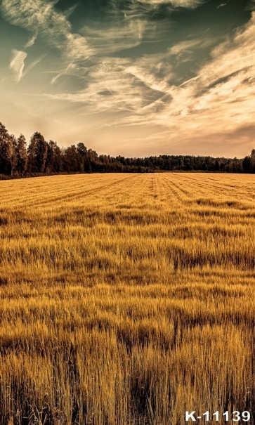 Wide Yellow Wheat Field Scenic Rustic Backdrops for Photography