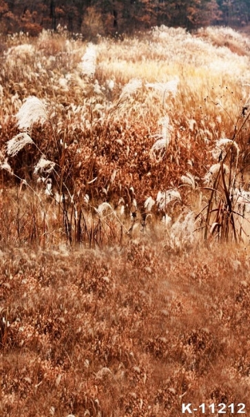 Autumn Fall Reed Marshes Scenic Rustic Photo Wall Backdrop