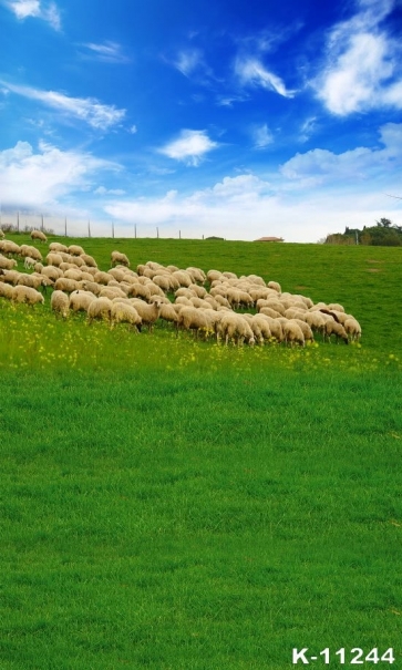 White Sheep on Green Grasslands Scenic Photography Backgrounds and Props