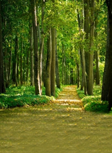 Scenic Green Forest Path Rustic Backdrops for Photography