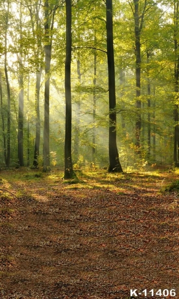 Sunlight Shines Forest Scenic Rustic Backdrops for Photography