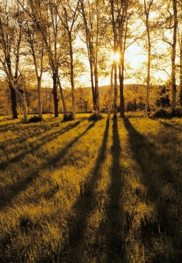 Rustic Scenic Sunset Jungle Trees Professional Photography Backdrops