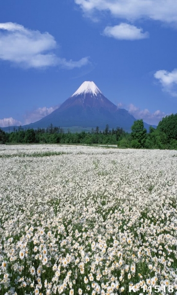 Rustic Scenic Sea of White Flowers Snow Mountaintop Picture Backdrop