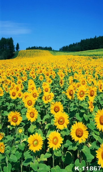 Blue Sky Whole Piece Sunflower Flower Land Diy Sunflower Backdrop