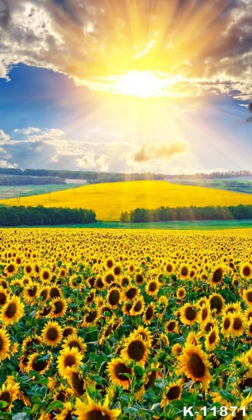 Gold Under The Sun Sunflower Flower Sea Sunflower Wedding Backdrops