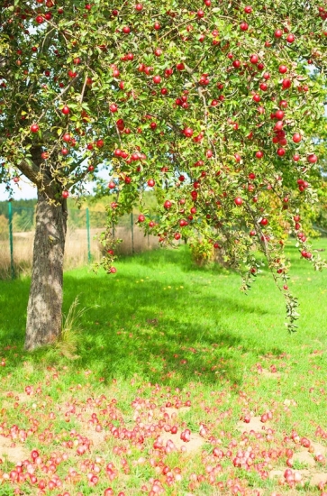 Red Apple Tree Backdrop Portrait Photography Background Prop