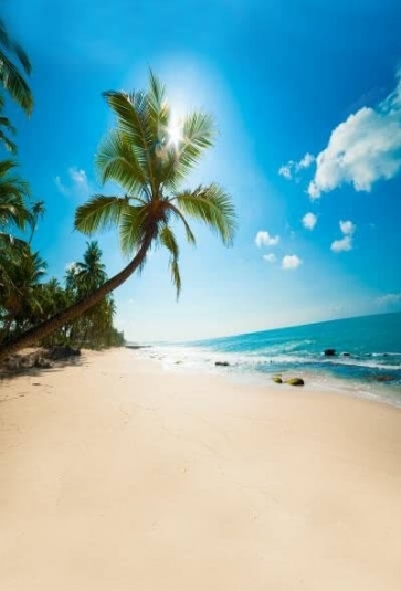 Summer Holiday Sunny Day Coconut Tree Seaside Beach Photography Background