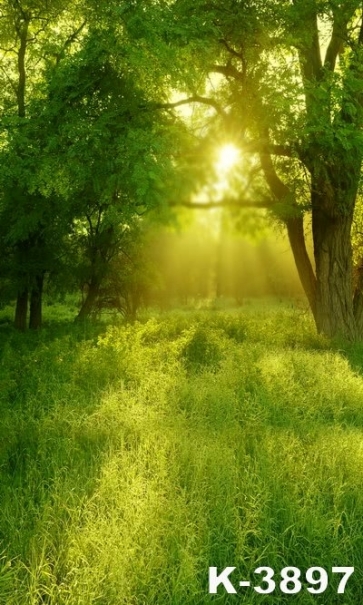 Spring Green Meadow Sunshine Through Trees Rustic Backdrops for Photography