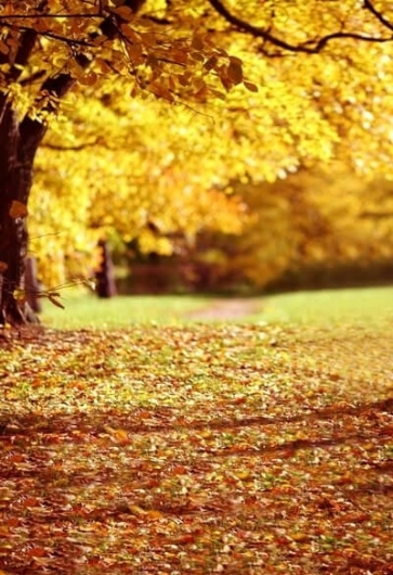Yellow Autumn Fall Garden Vinyl Backdrops for Photography