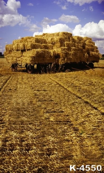 Rice Straws in Farms Scenic Professional Photography Backdrops