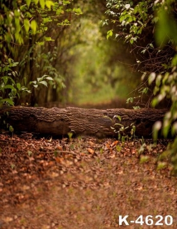 Natural Scenery in Groves Trees Lay in Middle of Road Photo Backdrop