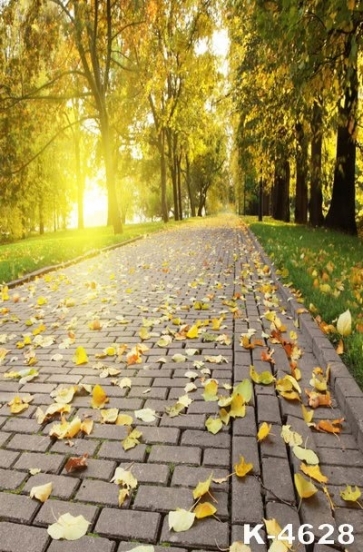 Autumn Fall Fallen Leaves Park Path Photography Backgrounds and Props