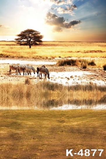 African Safari Spectacular Scenery Zebra Scenic Unique Photo Backdrops