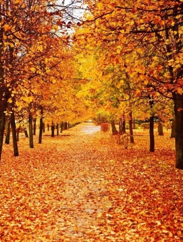 Autumn Yellow Leaves Trees Street Scenic Photo Backdrop
