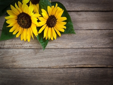  Wood Backdrop With Sunflower Flowers Photography Background