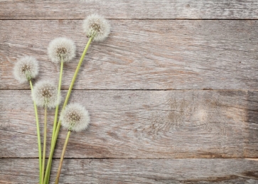 White Dandelion on Horizontal Texture Wood Drop Studios Backdrops