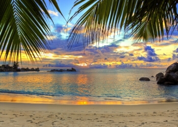 In The Sunset Palm Tree Leaf Ocean Beach Backdrop Photography Background