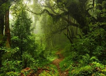 Green Plants Big Tree Jungle Forest Backdrop Stage Party Photography Background