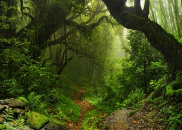 Under Green Big Tree Forest Backdrop Jungle Photography Background