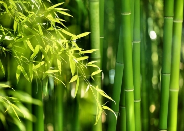 Green Bamboo Party Backdrop Photography Background