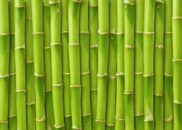 Green Bamboo Backdrop Wedding Party Background