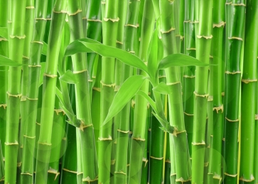 Green Bamboo Stick Backdrop Party Photography Background